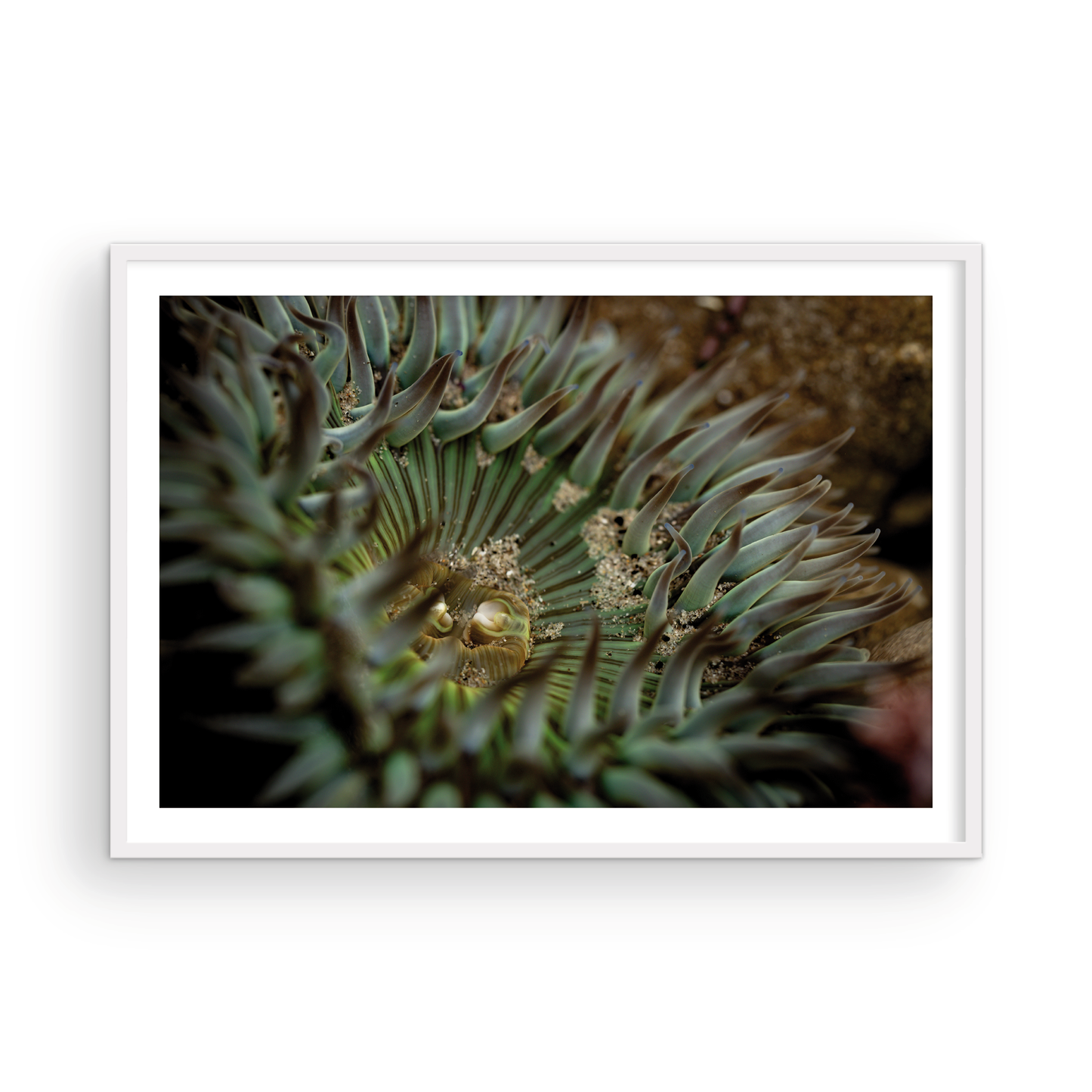 Anemone, Eighteen