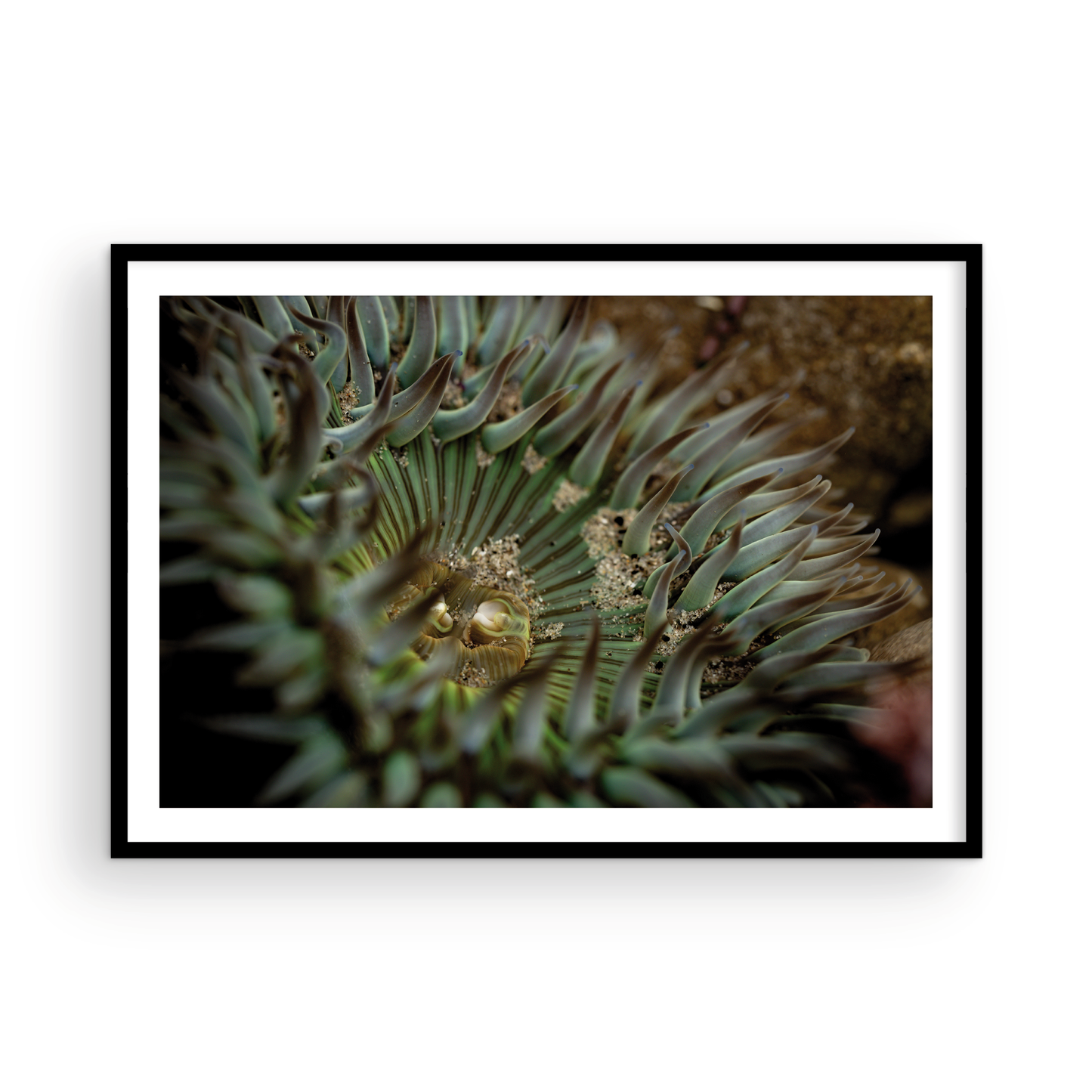 Anemone, Eighteen