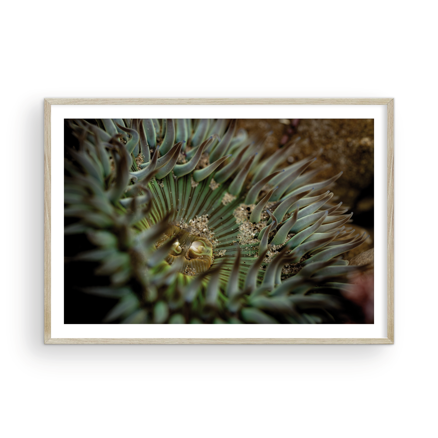 Anemone, Eighteen