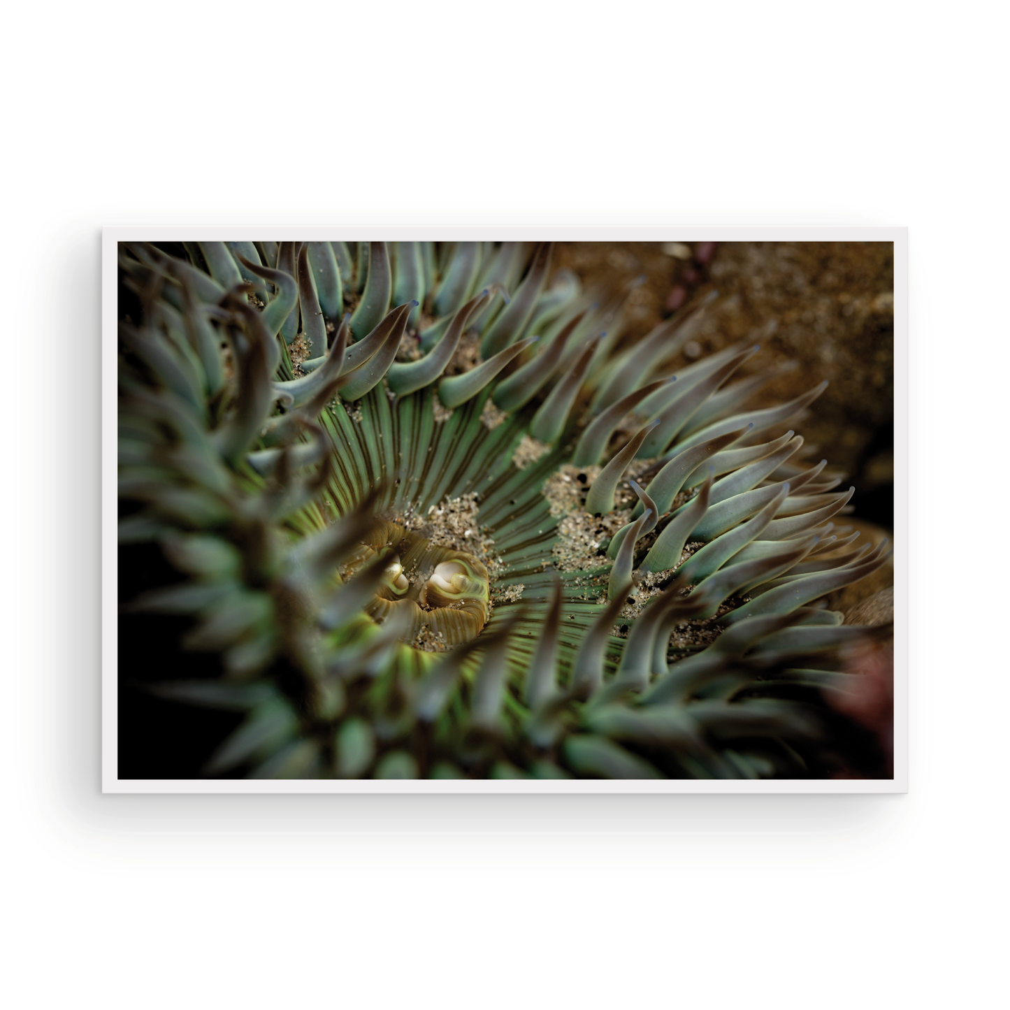 Anemone, Eighteen