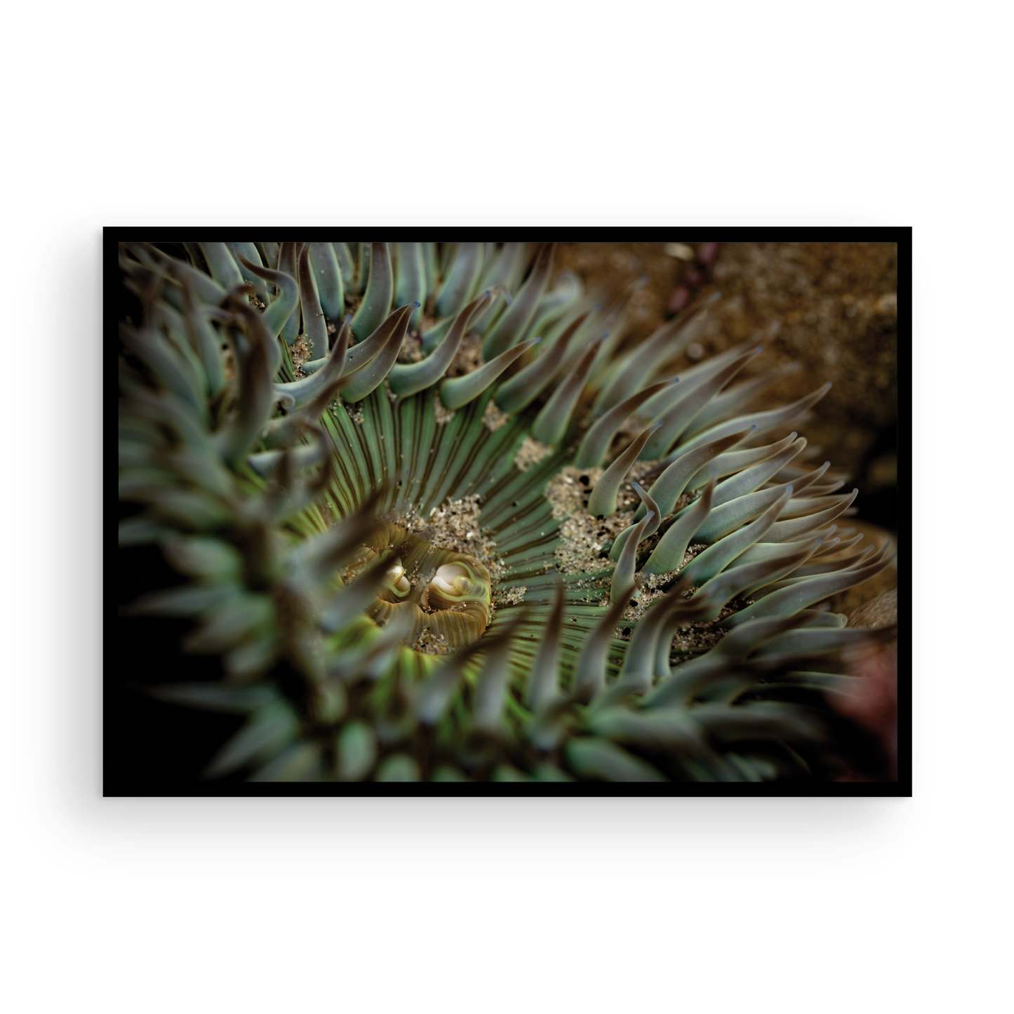 Anemone, Eighteen