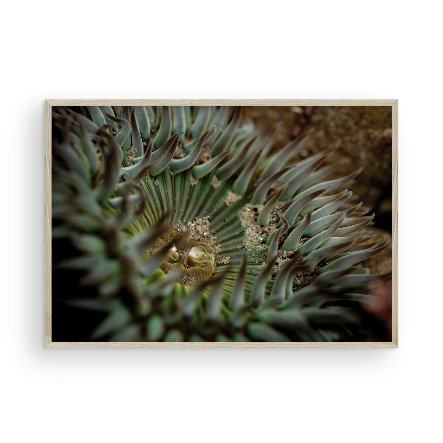 Anemone, Eighteen