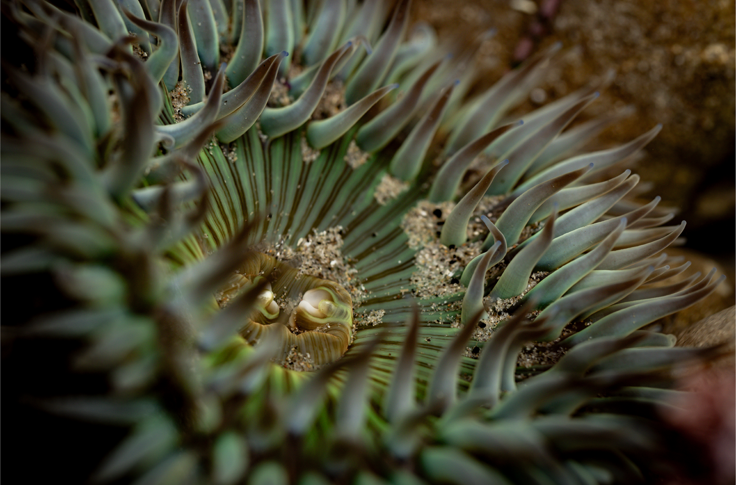 Anemone, Eighteen