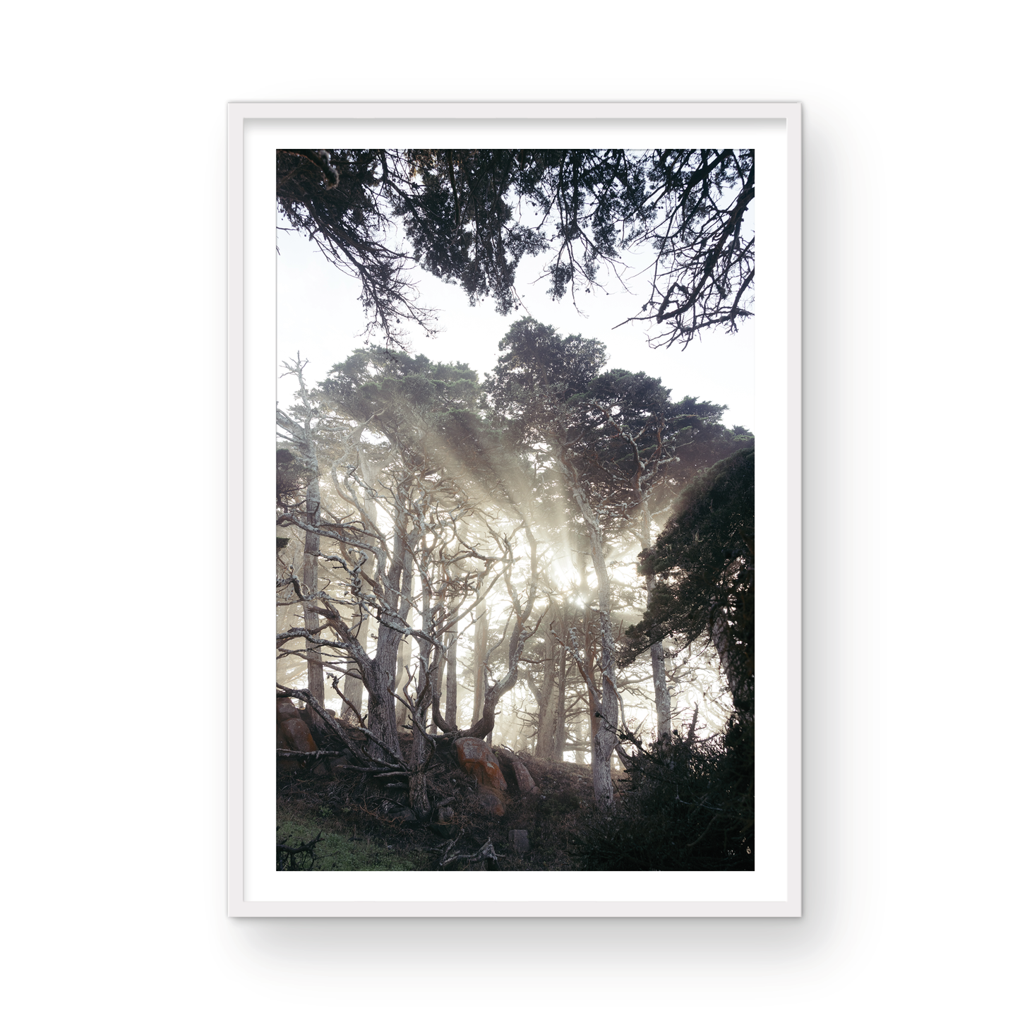 Point Lobos, Eight