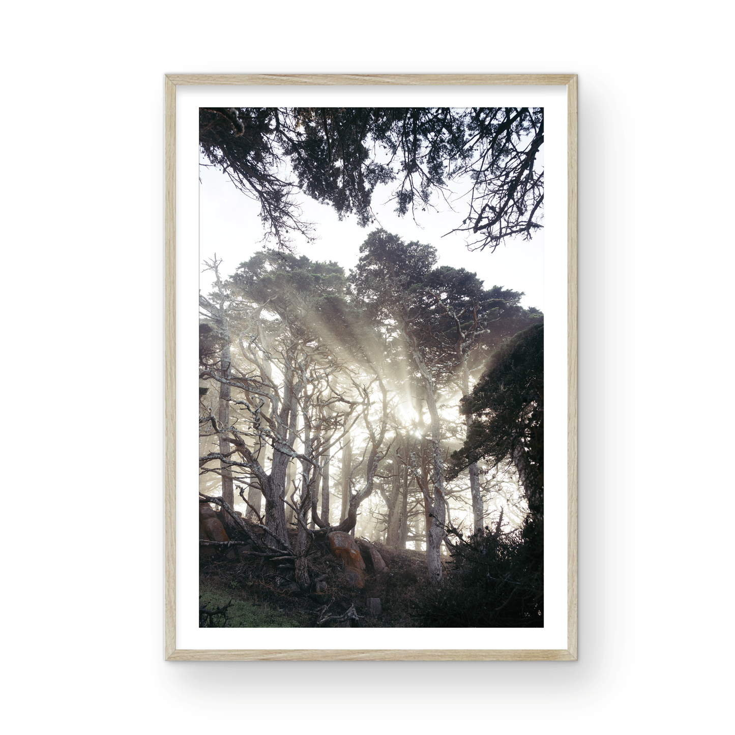 Point Lobos, Eight