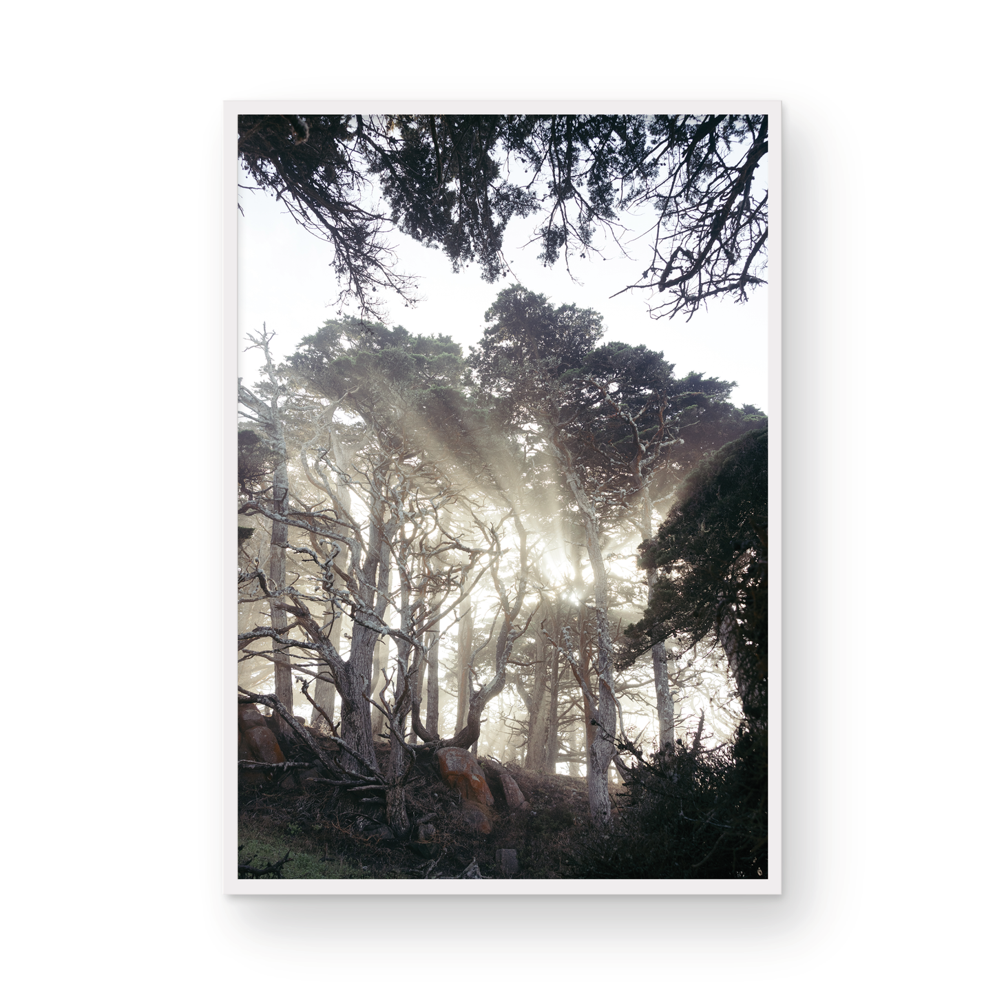 Point Lobos, Eight