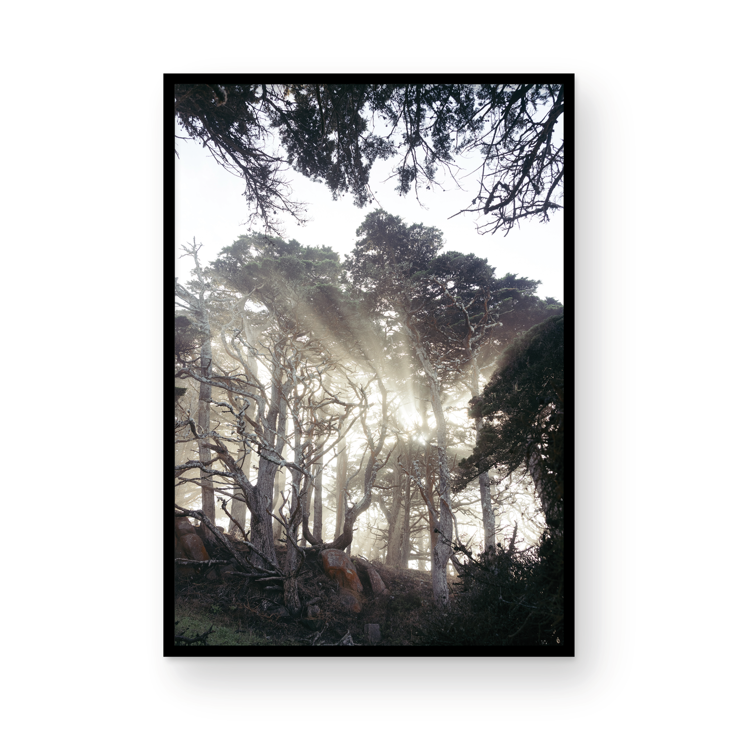 Point Lobos, Eight