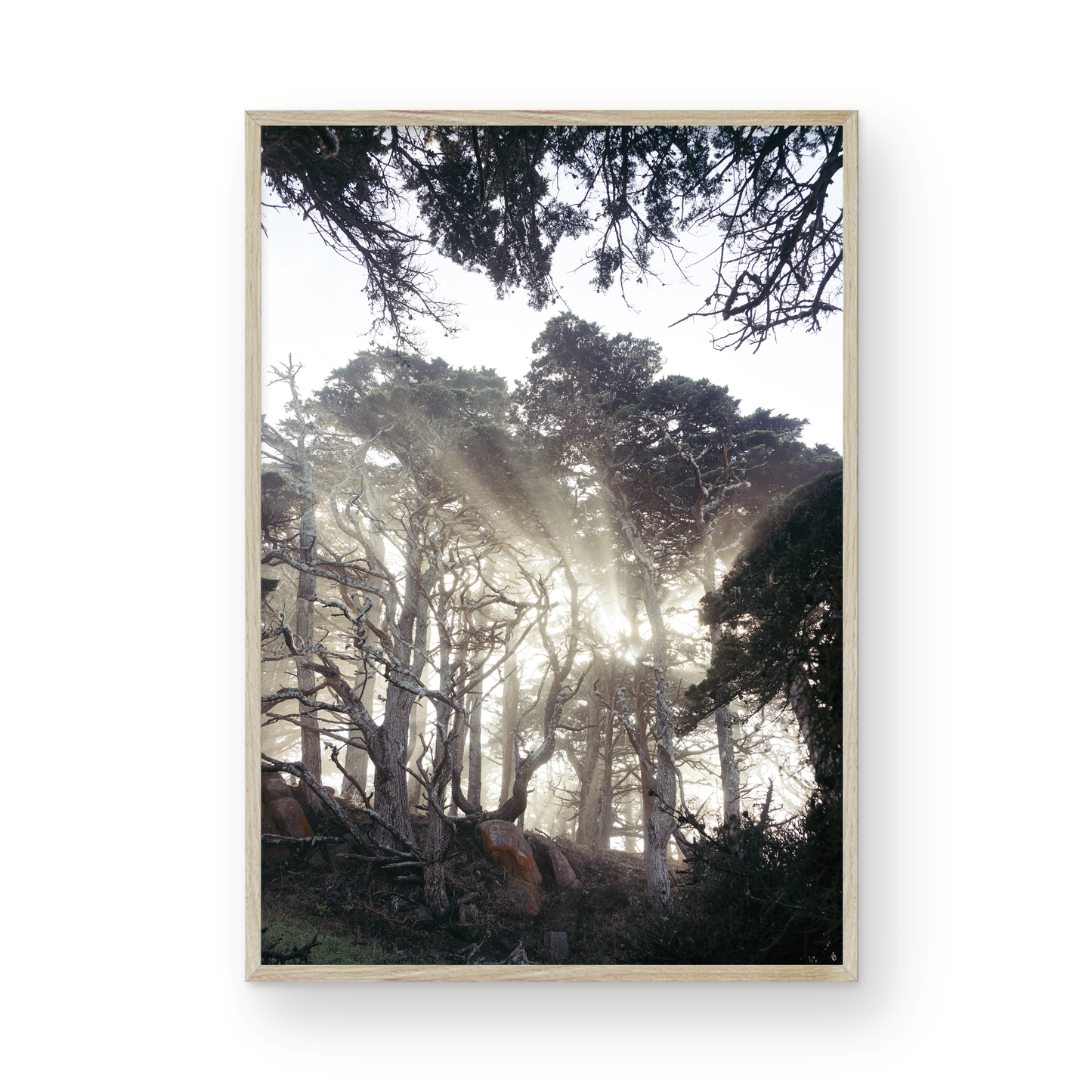 Point Lobos, Eight
