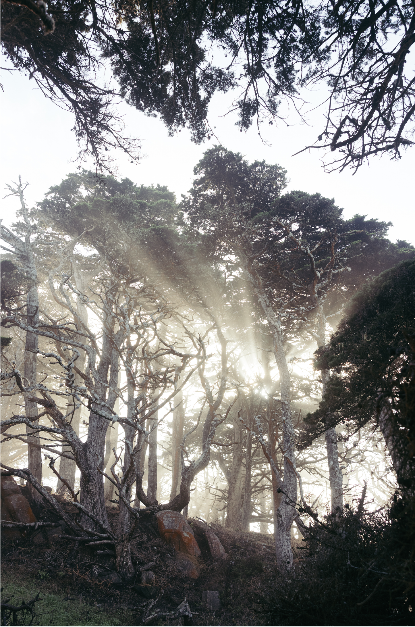 Point Lobos, Eight