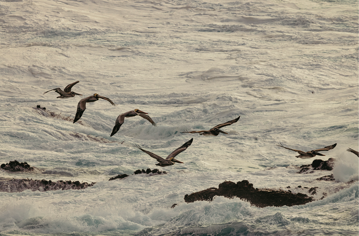 Winter Swell, Nine