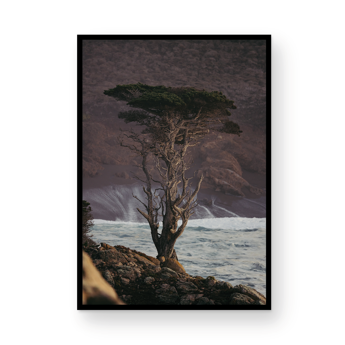 Point Lobos, Three