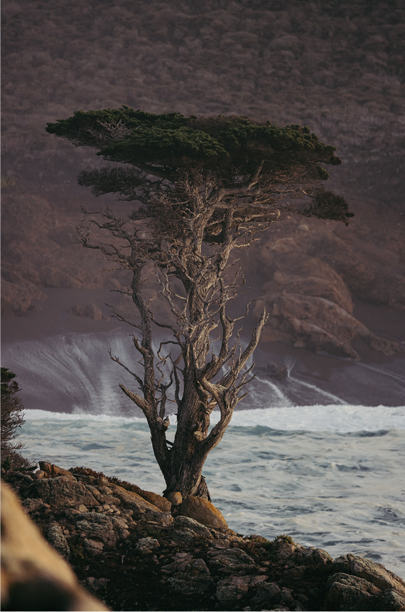 Point Lobos, Three