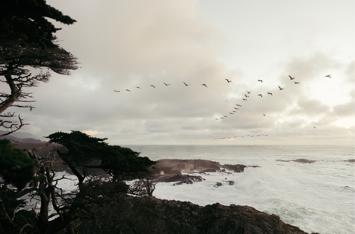 Point Lobos, Six