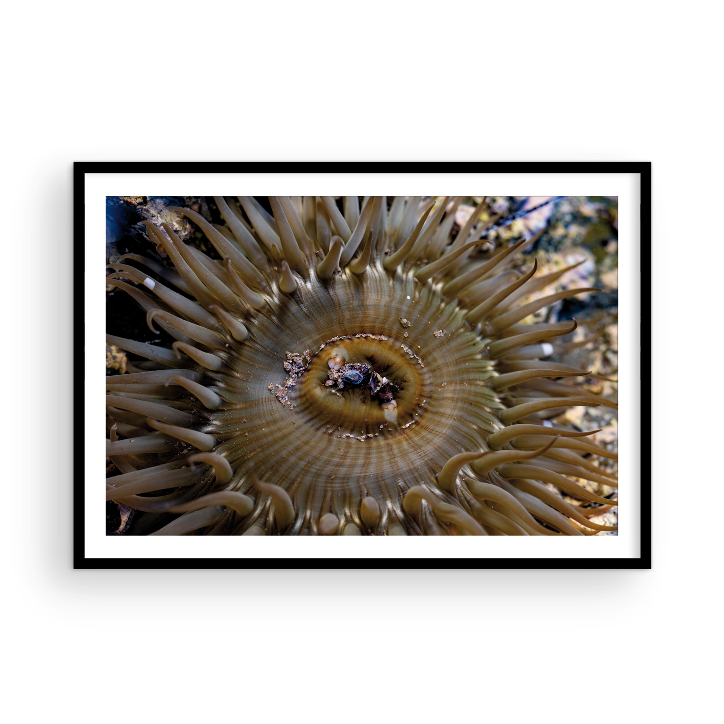 Anemone, Twenty