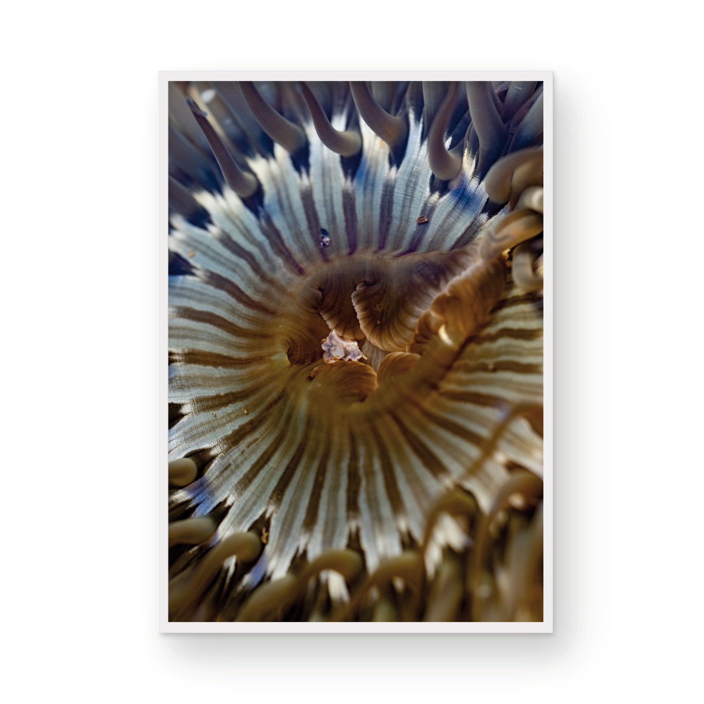Anemone, Twenty-One
