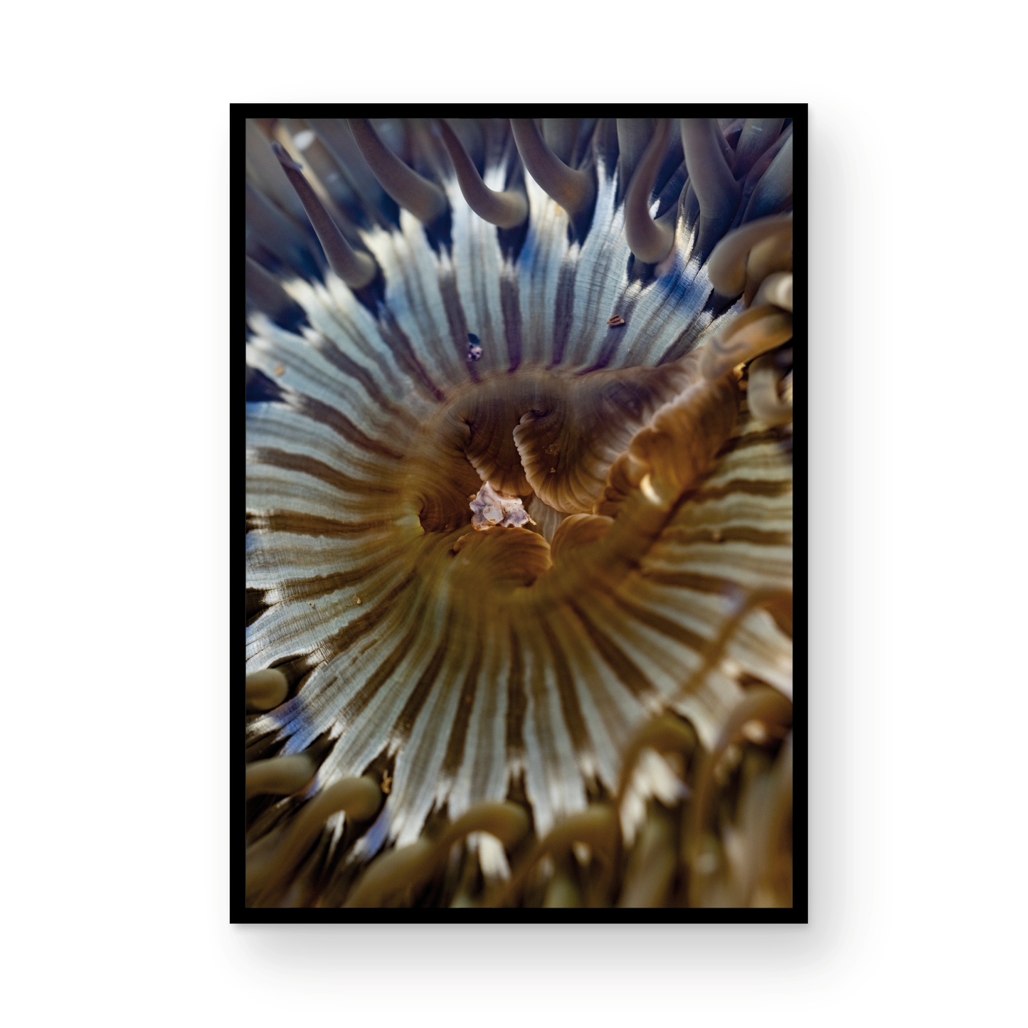 Anemone, Twenty-One