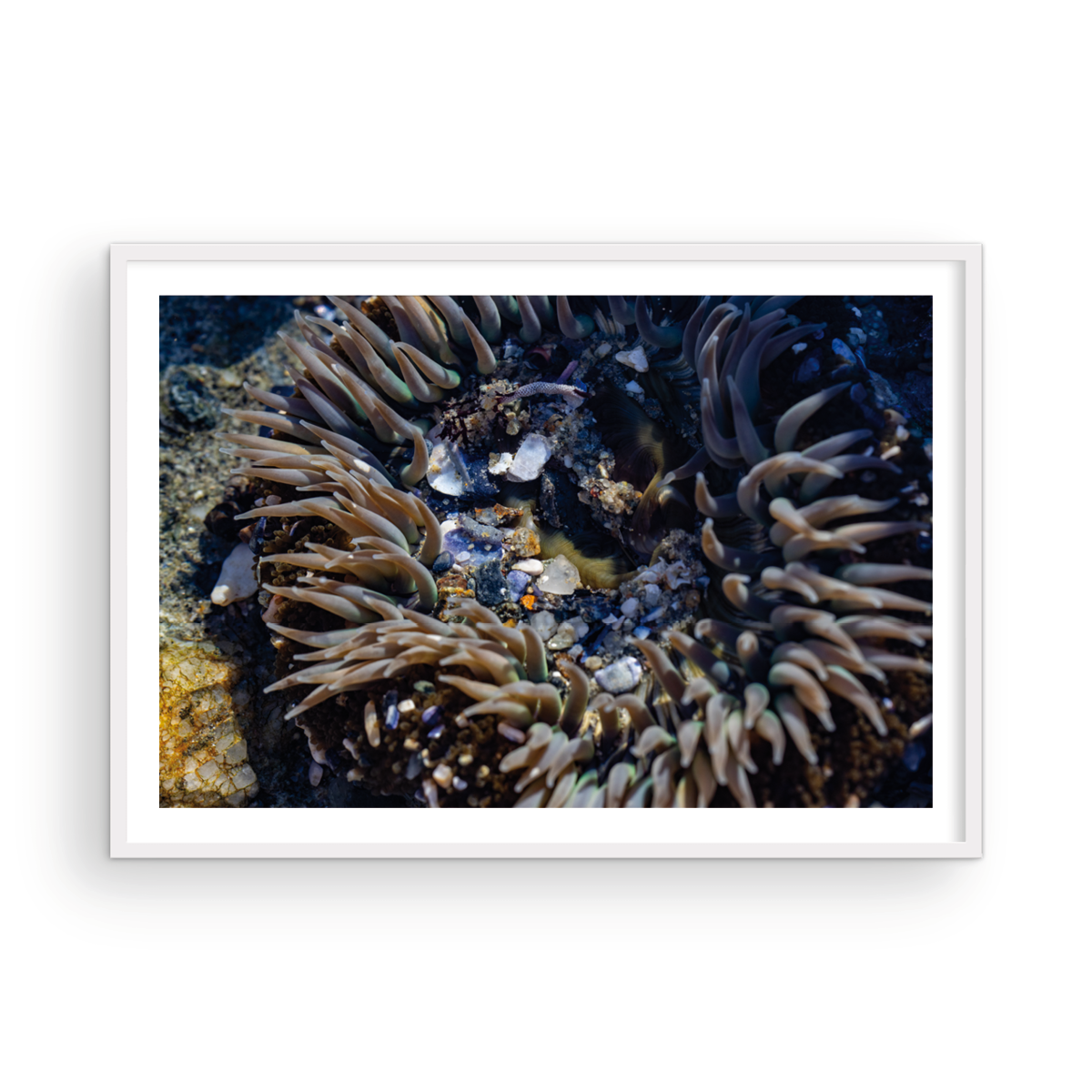 Anemone, Thirteen