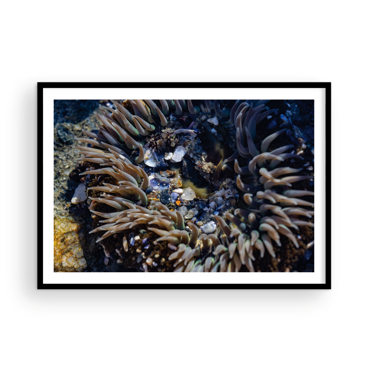 Anemone, Thirteen