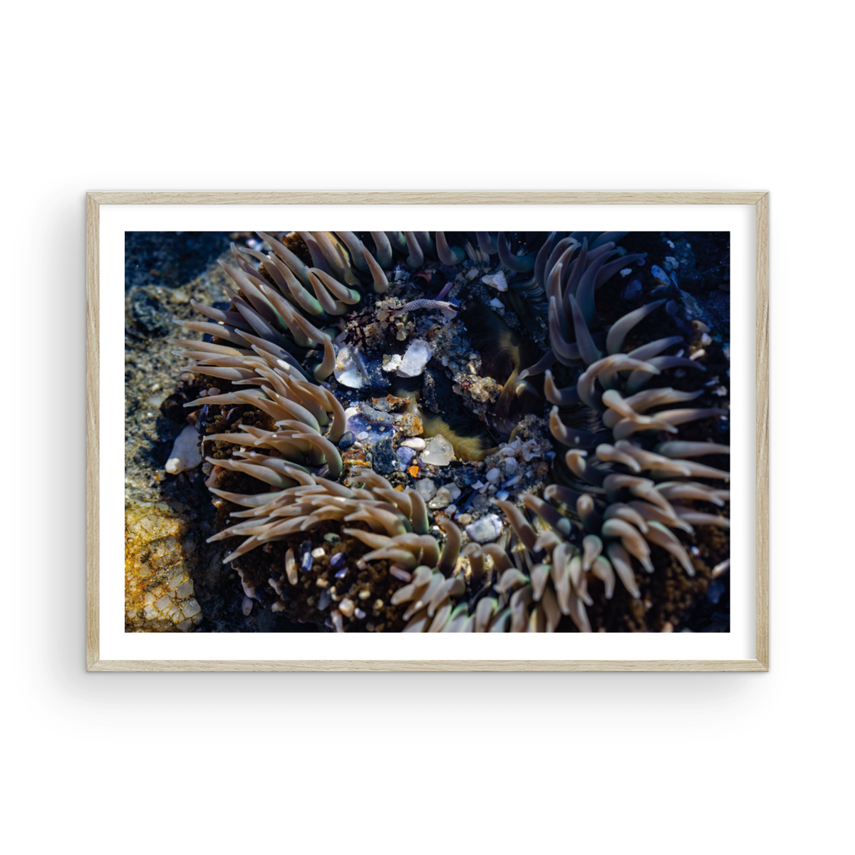 Anemone, Thirteen