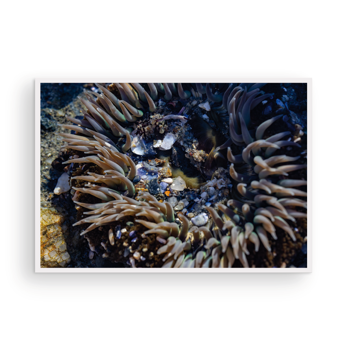 Anemone, Thirteen