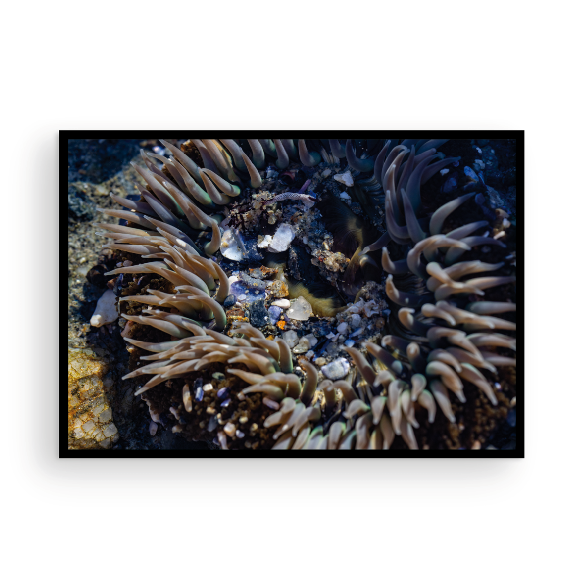 Anemone, Thirteen