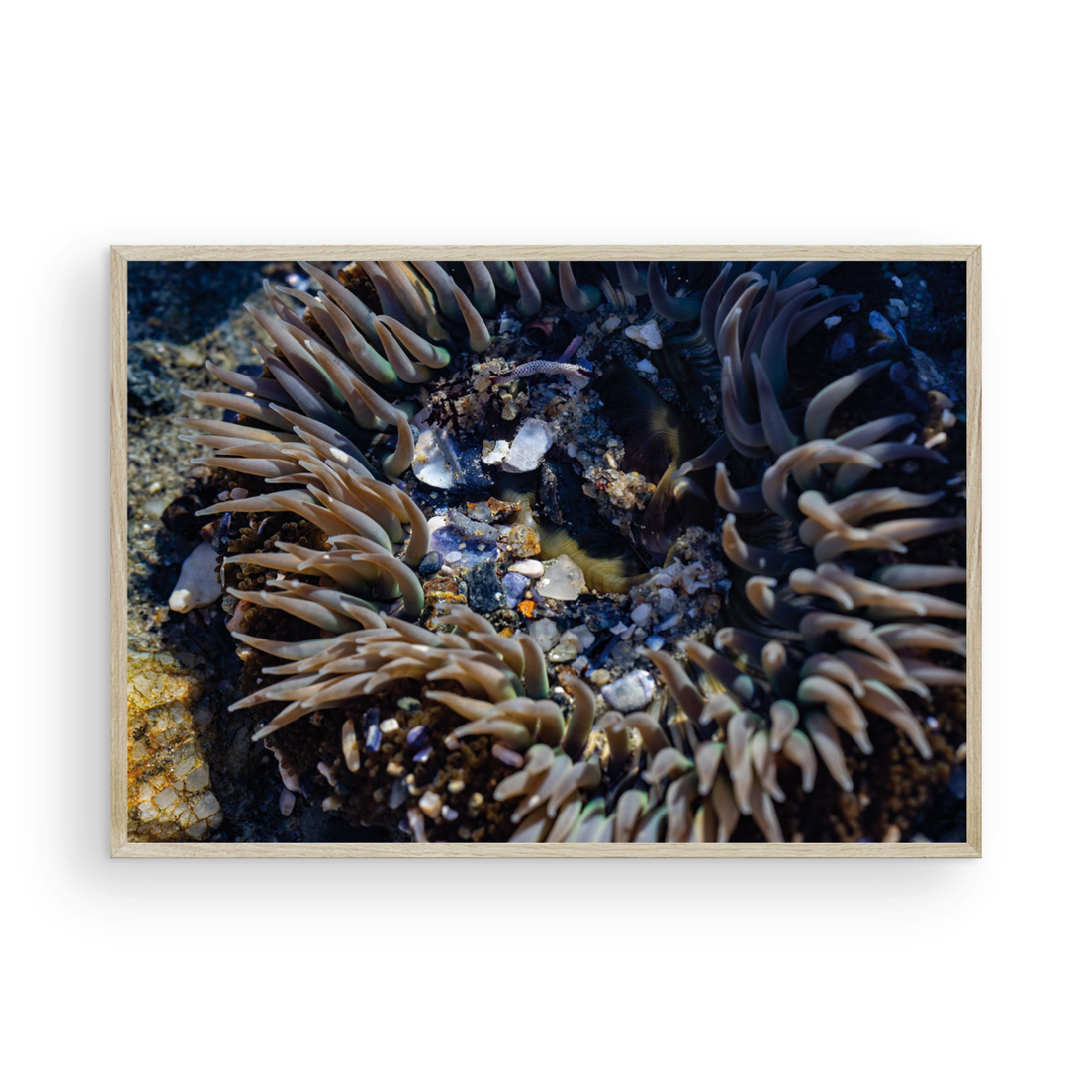 Anemone, Thirteen
