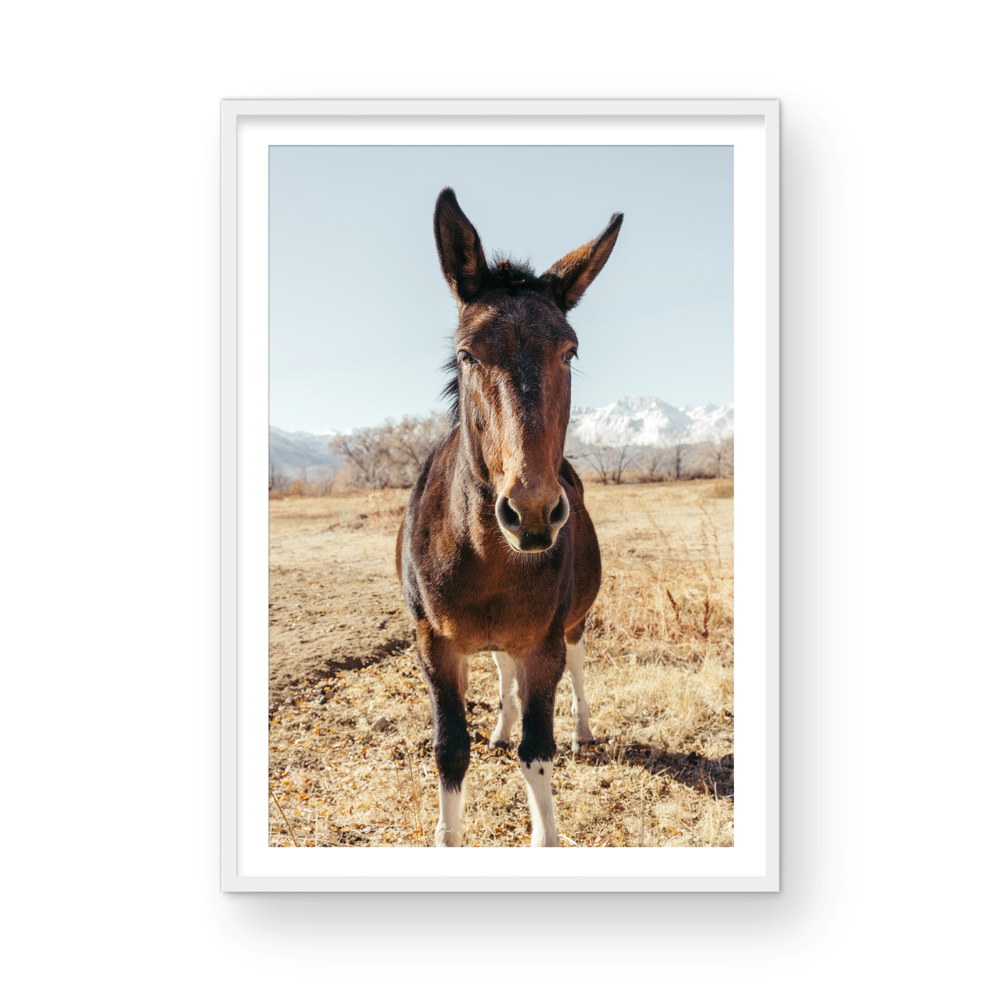 Mule Days, Eight