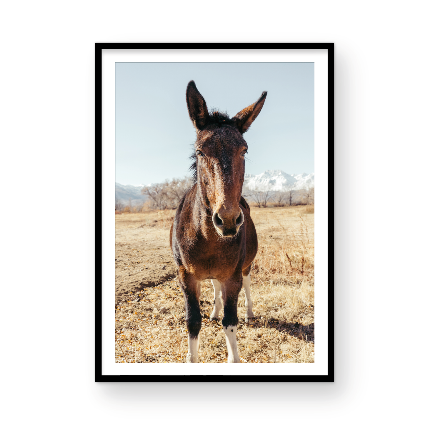 Mule Days, Eight