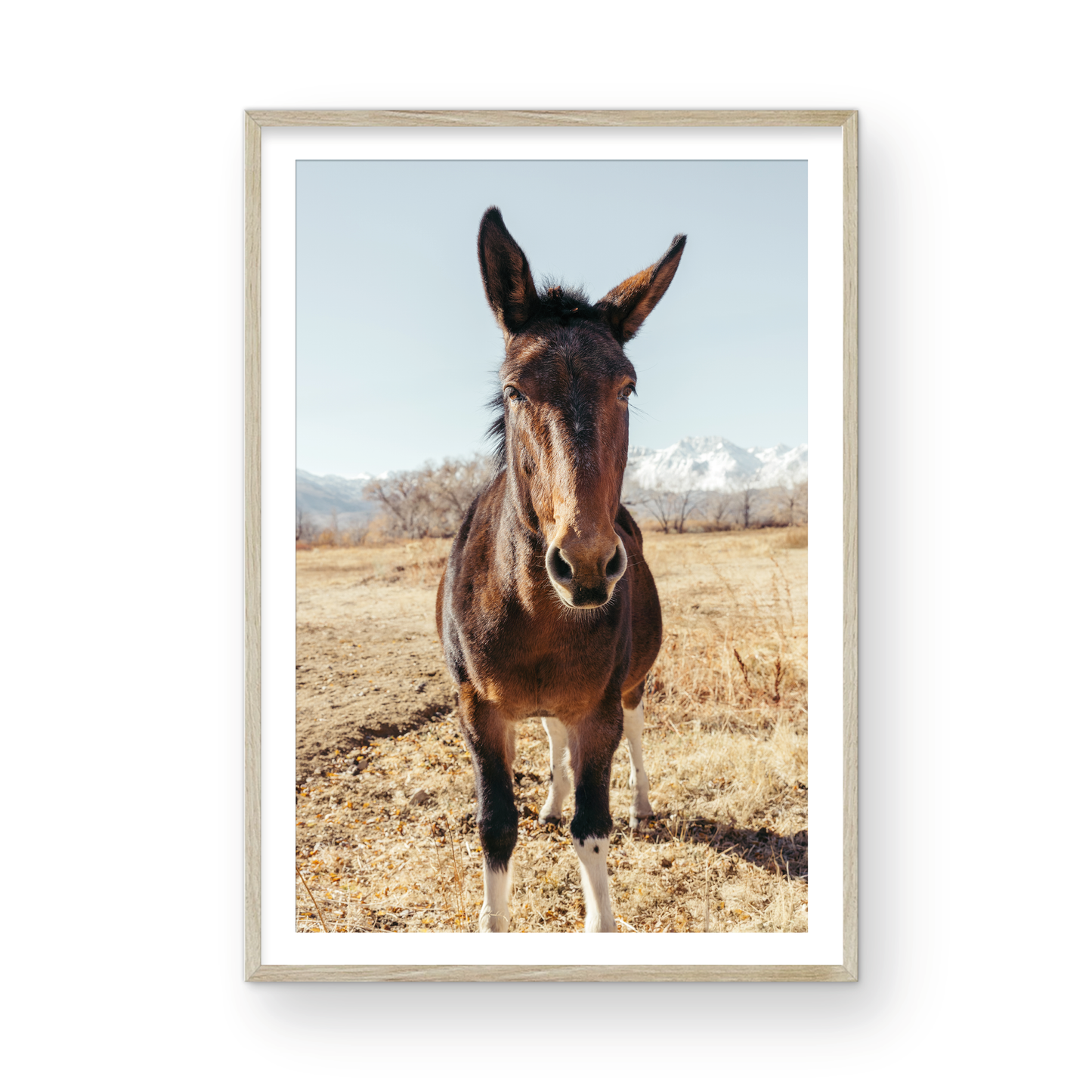 Mule Days, Eight