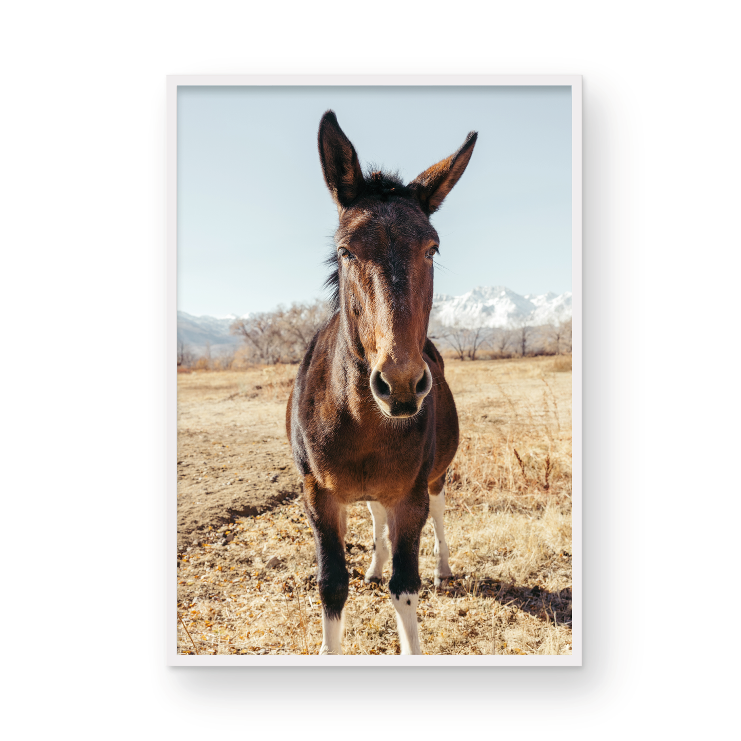 Mule Days, Eight