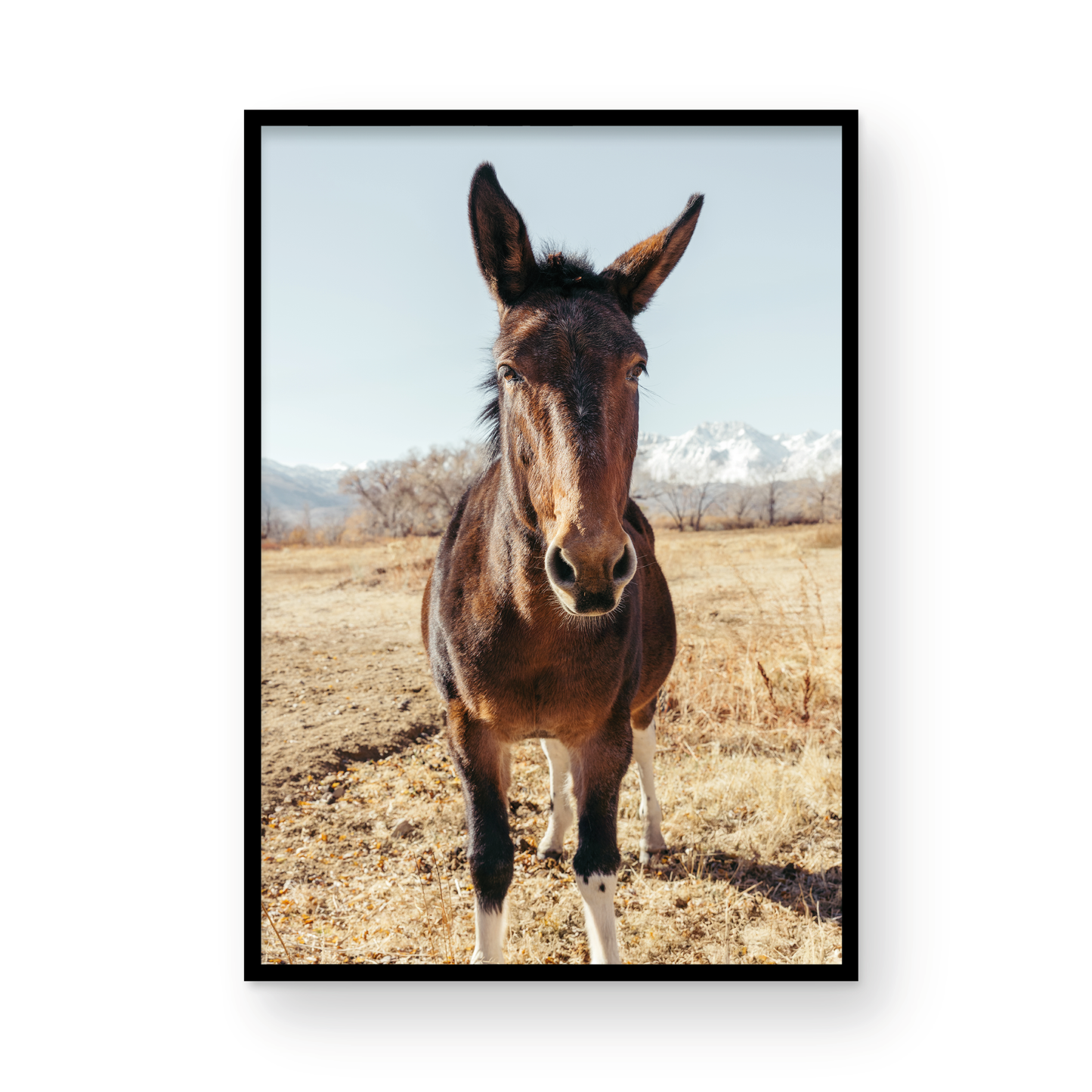 Mule Days, Eight