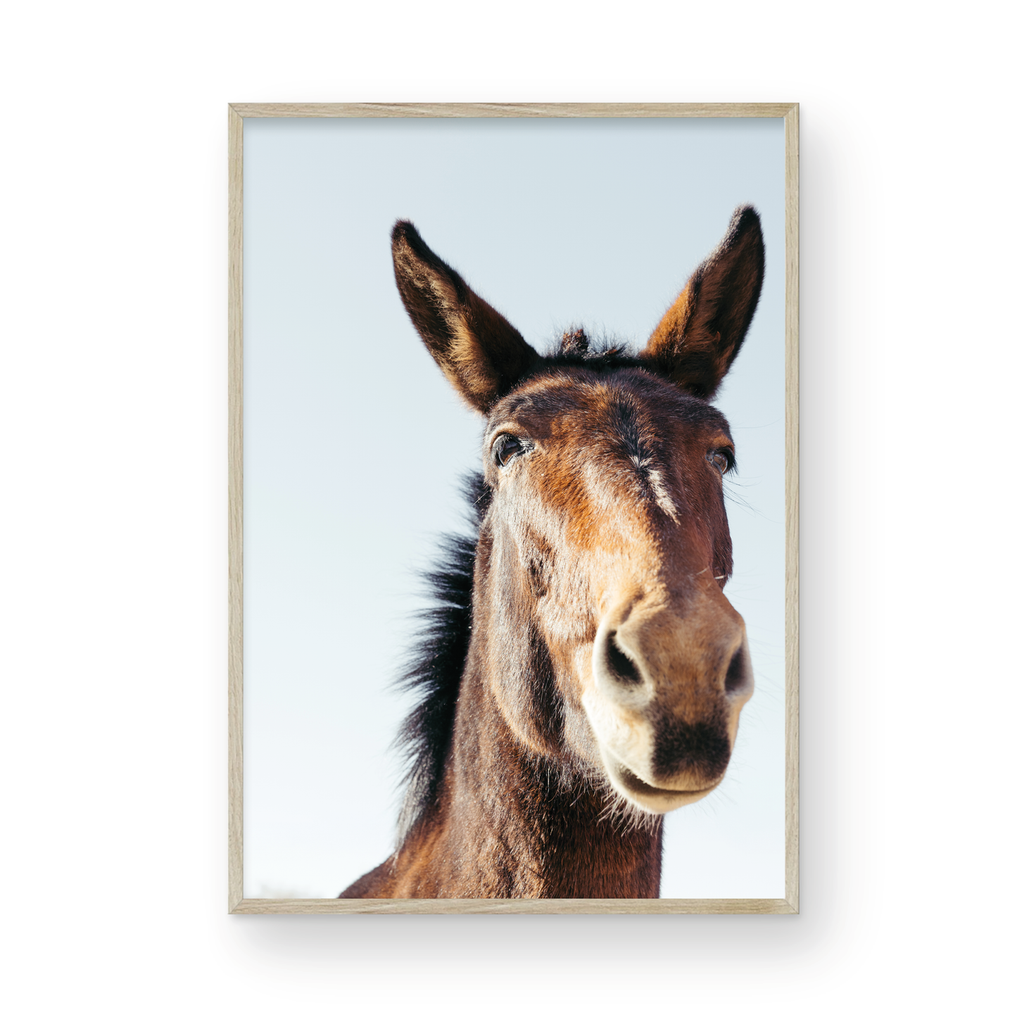 Mule Days, Nine