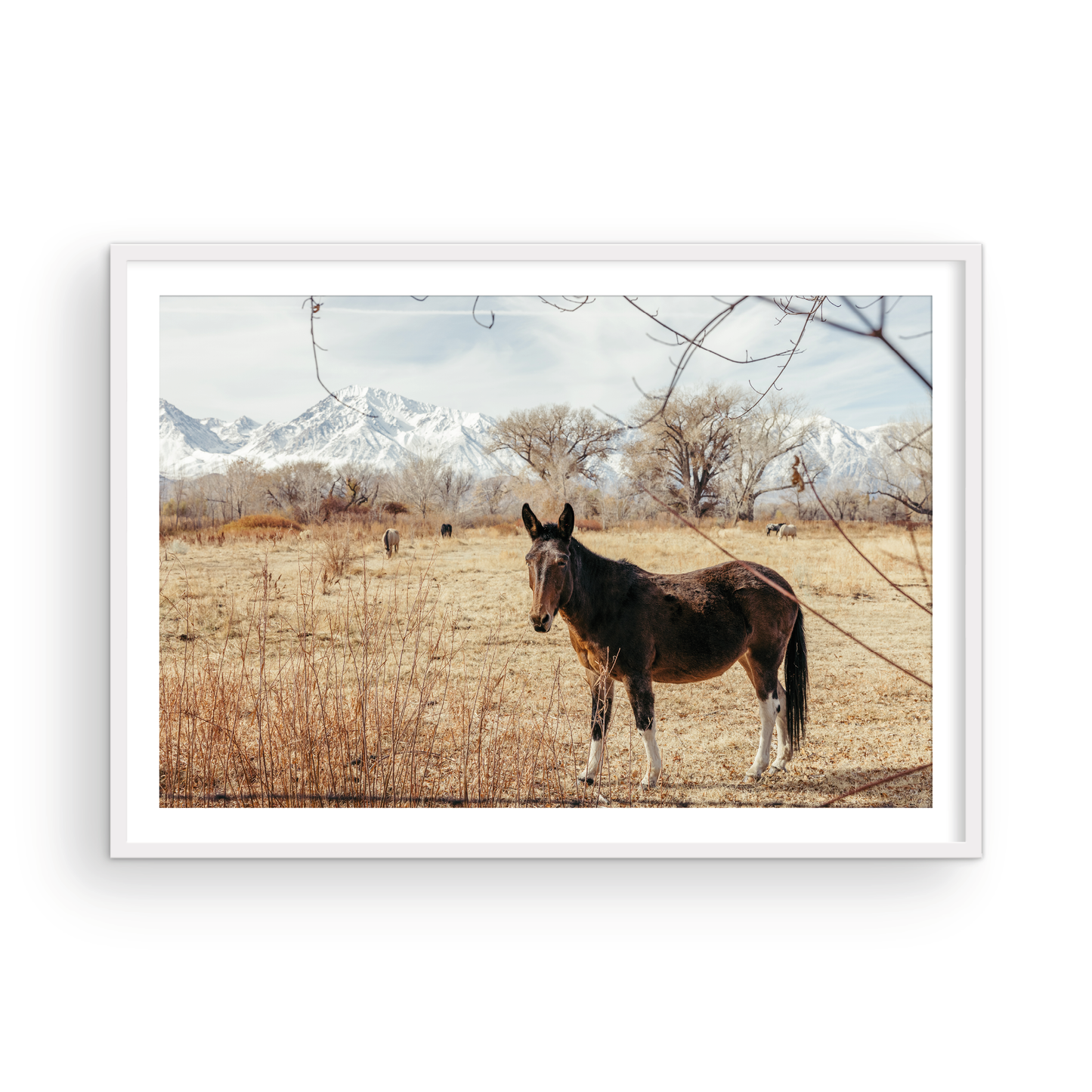 Mule Days, Six
