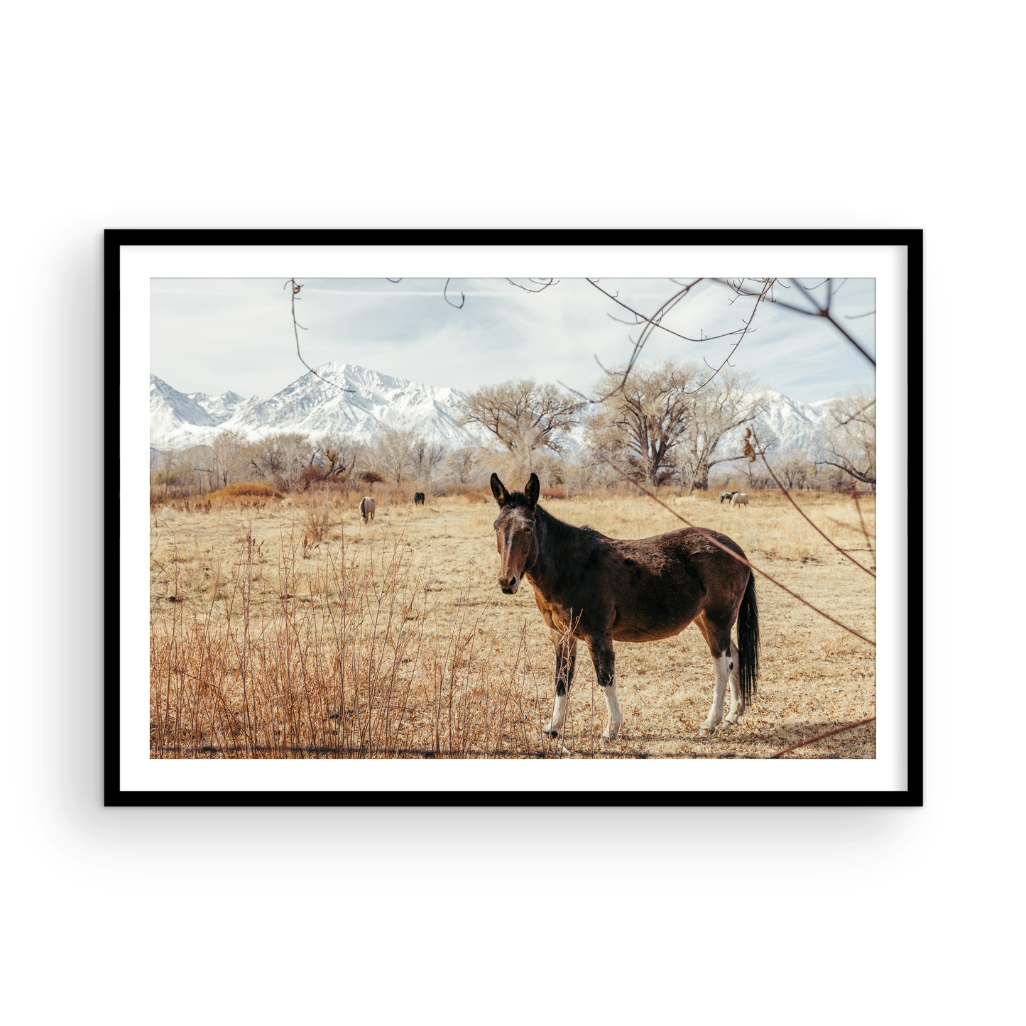 Mule Days, Six