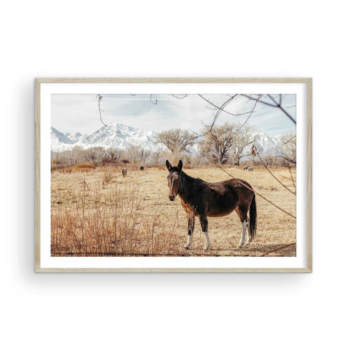 Mule Days, Six