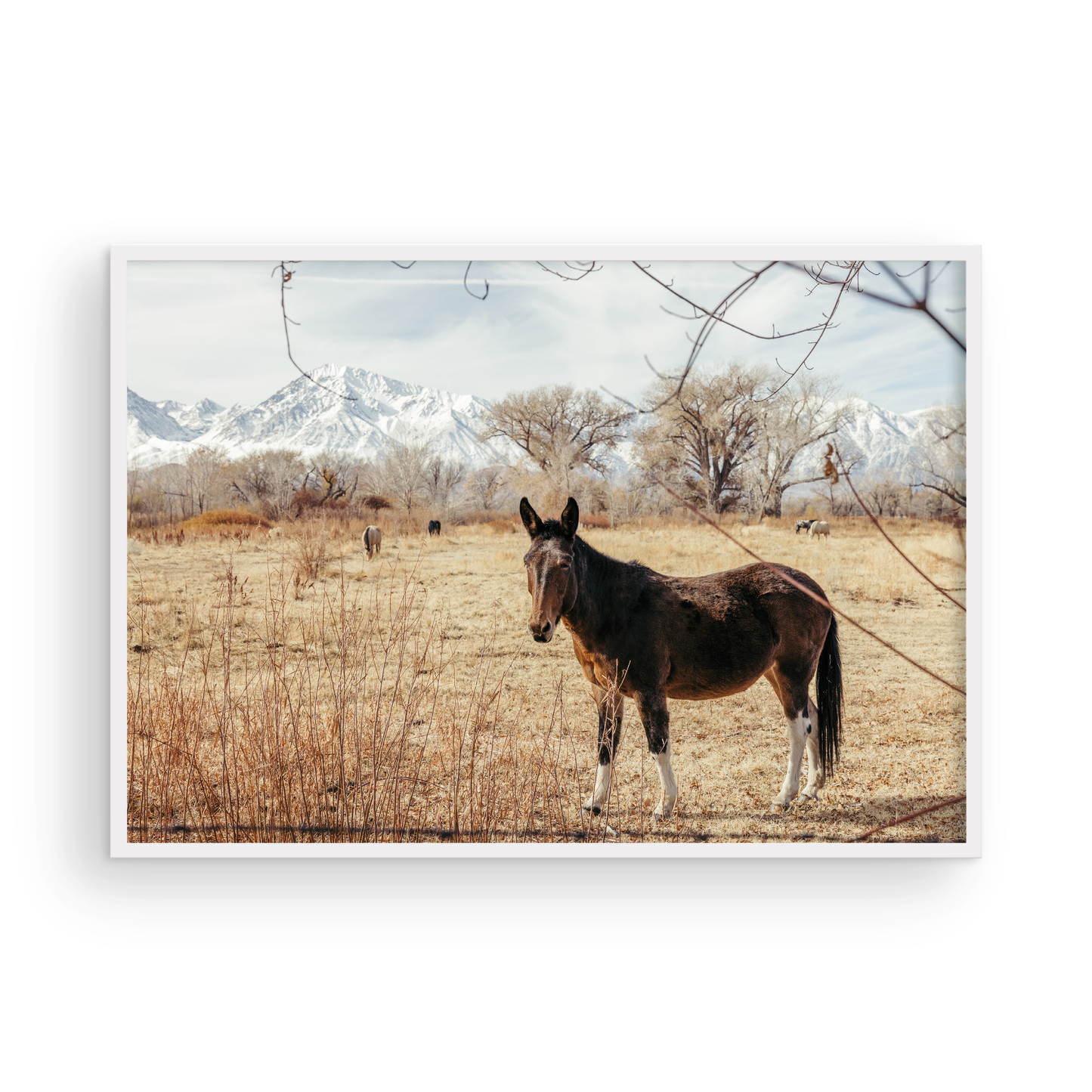 Mule Days, Six