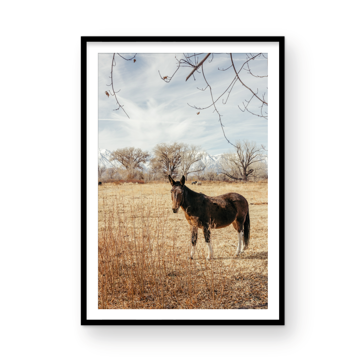 Mule Days, Seven