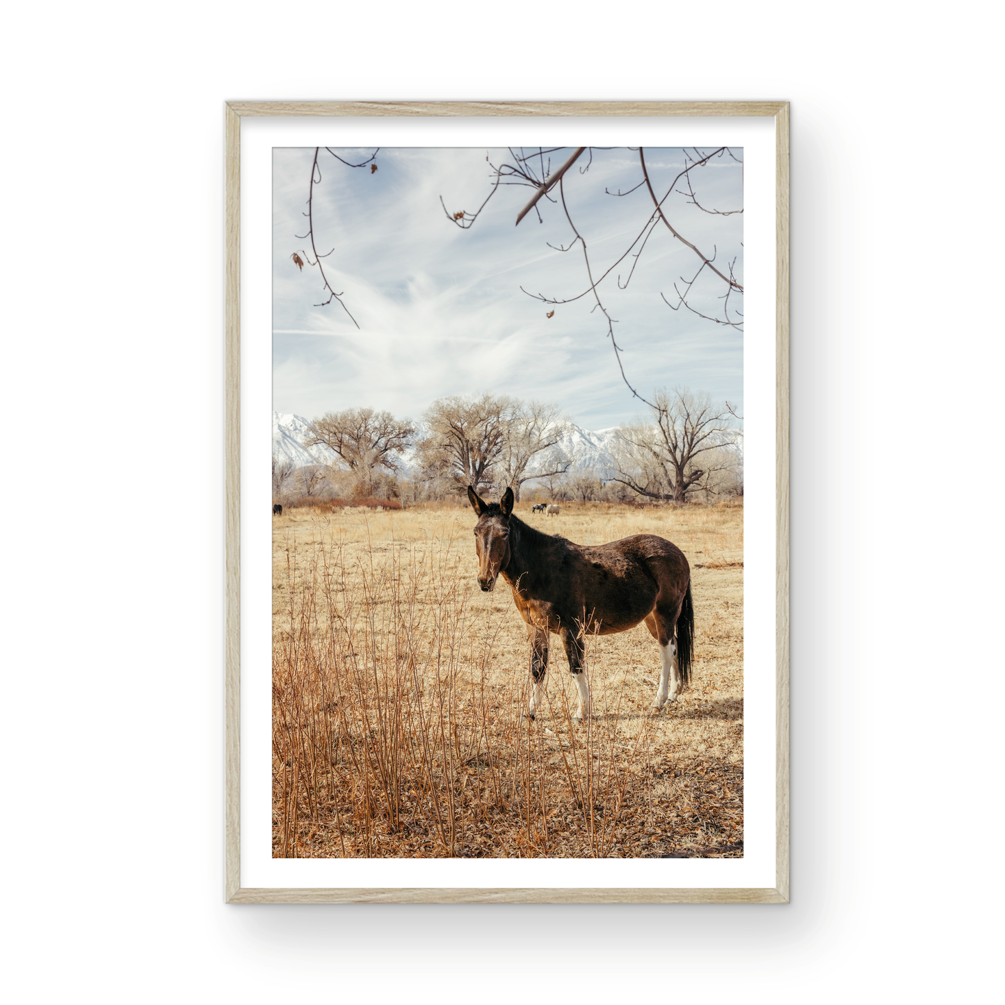 Mule Days, Seven