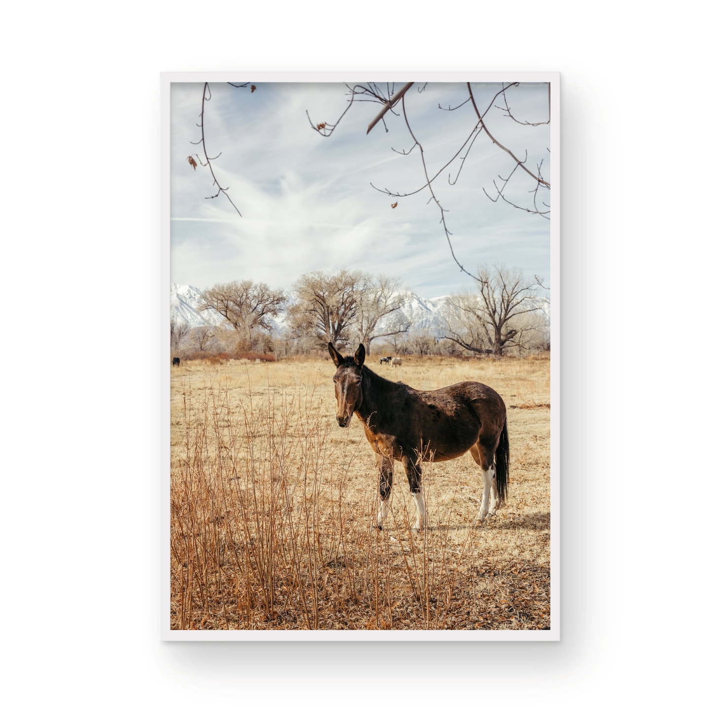 Mule Days, Seven