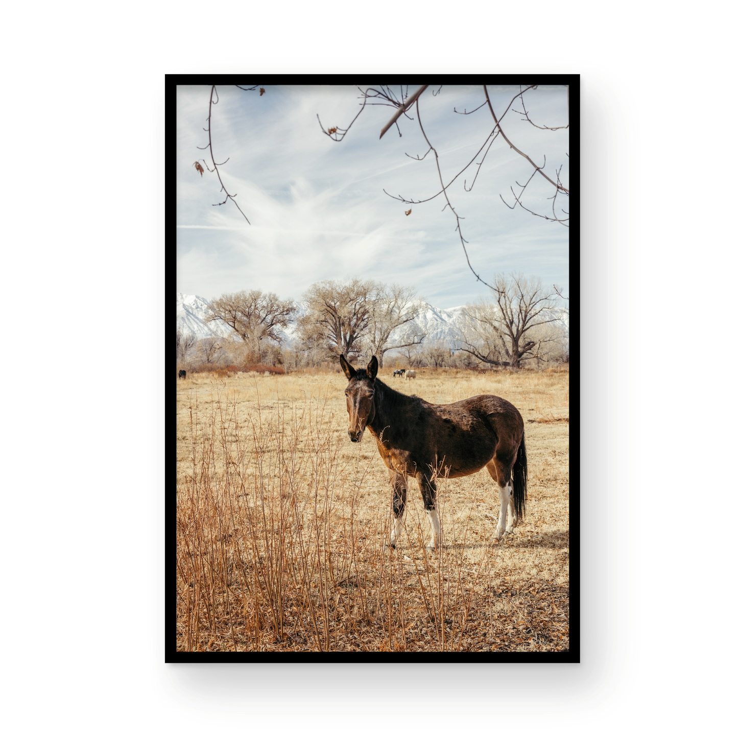 Mule Days, Seven