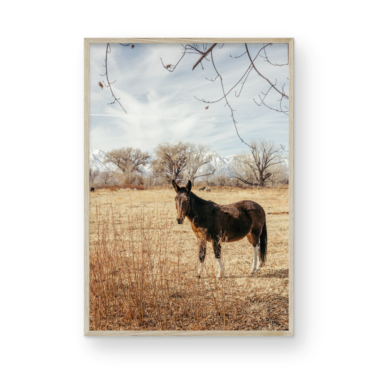 Mule Days, Seven