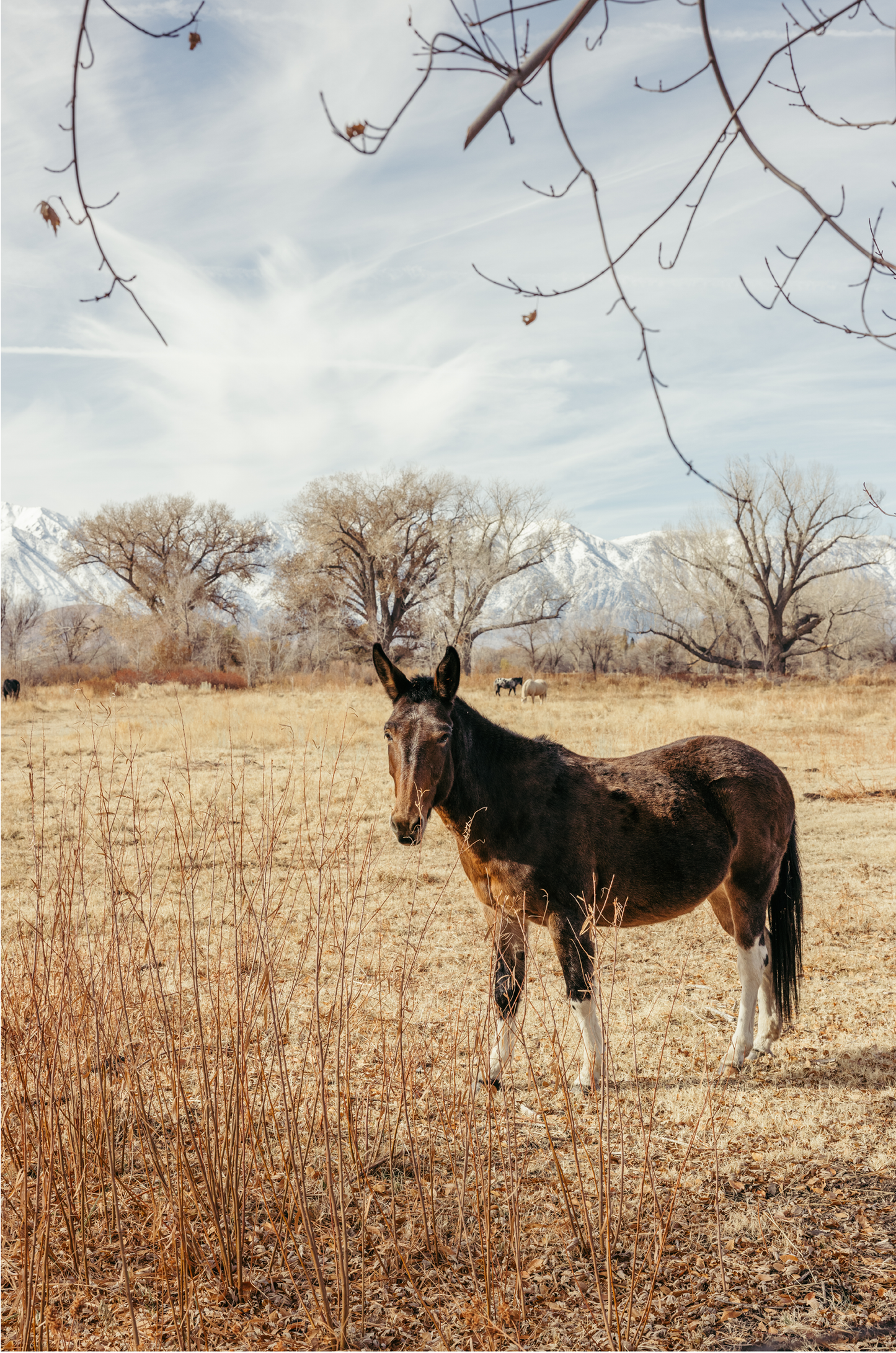 Mule Days, Seven