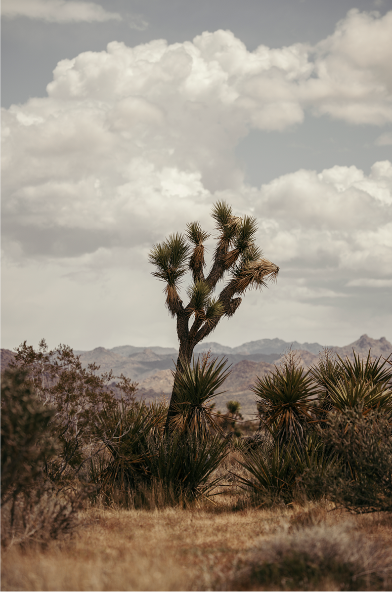 29 Palms Highway, Two
