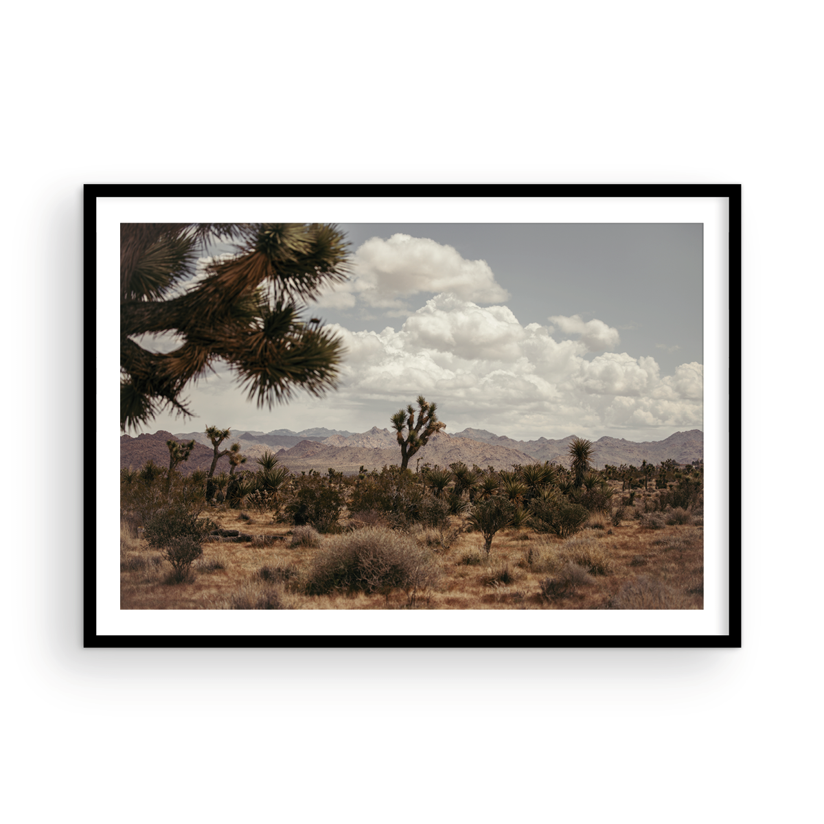 29 Palms Highway, One