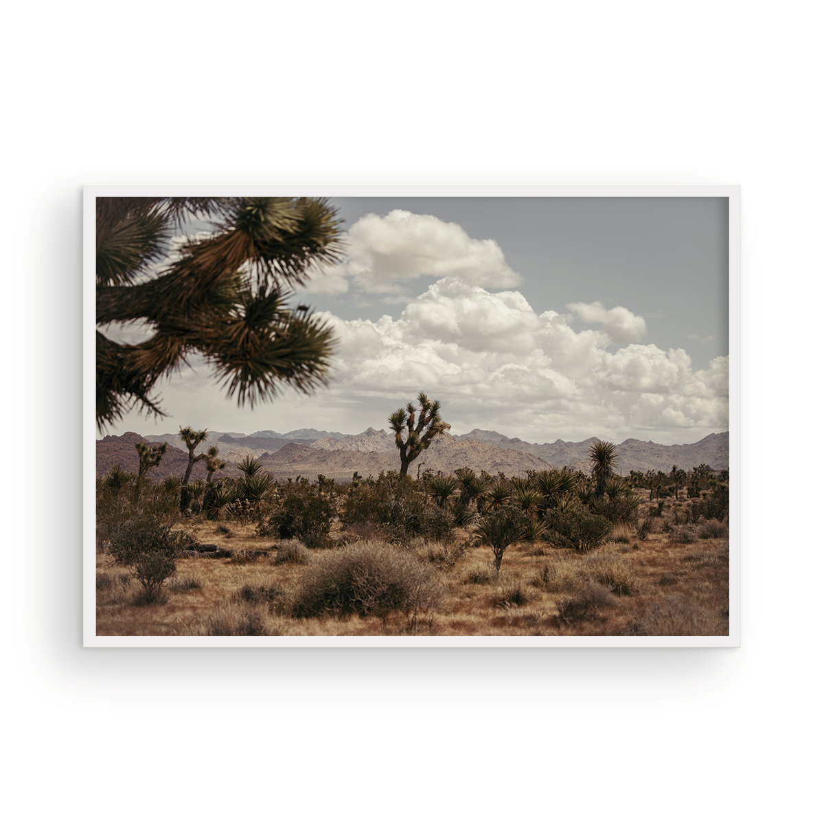 29 Palms Highway, One