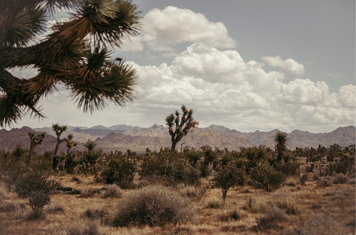 29 Palms Highway, One