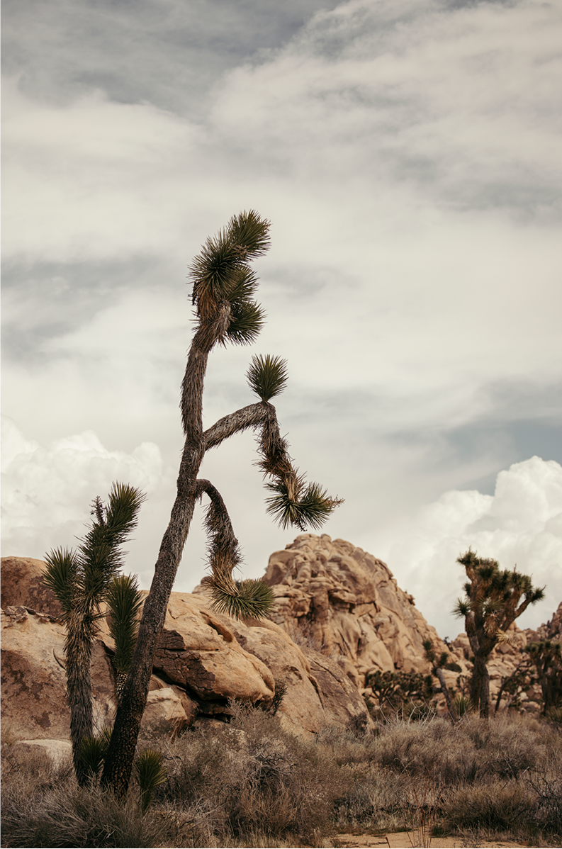 Joshua Tree, Two