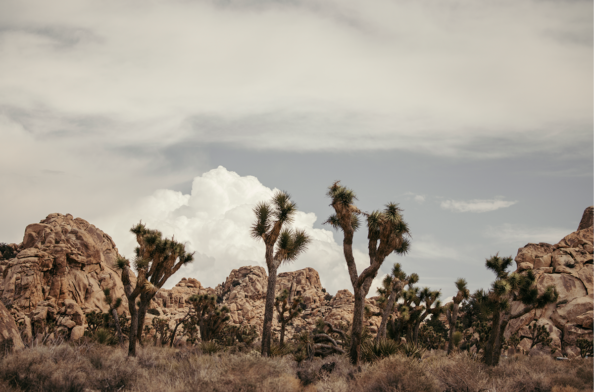 Joshua Tree, Three