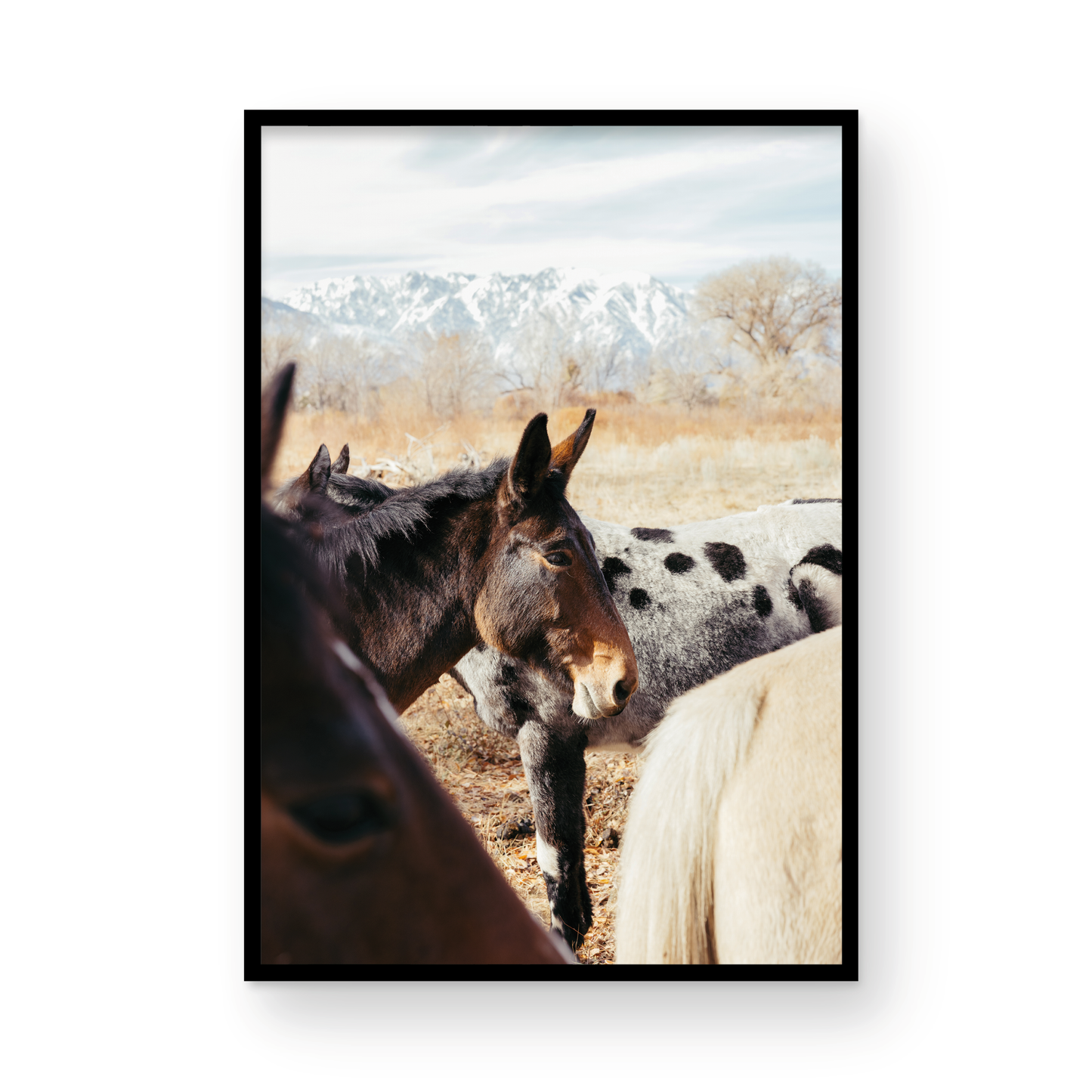 Mule Days, Two