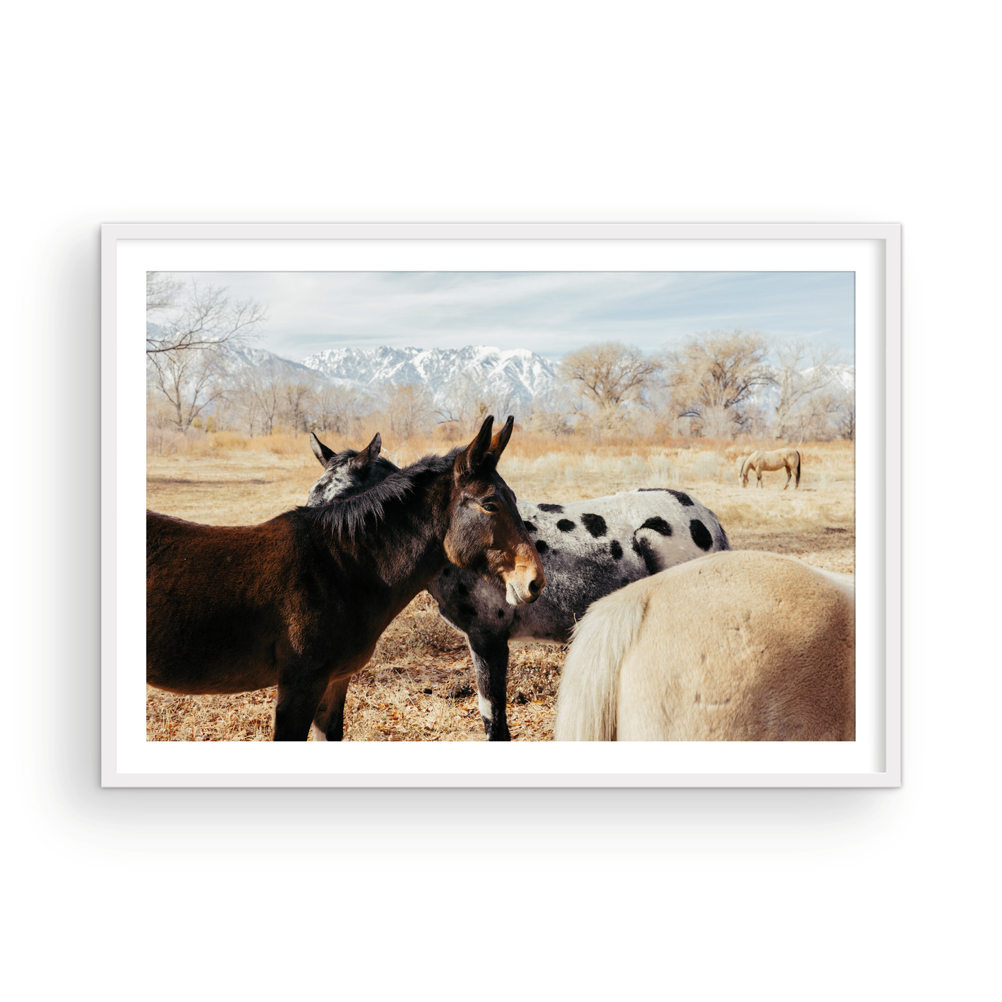 Mule Days, Three